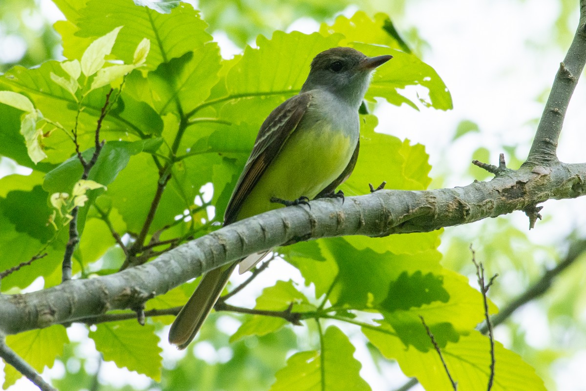 Great Crested Flycatcher - ML227251661