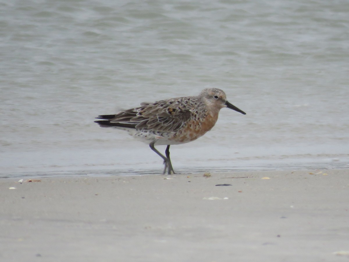 Red Knot - ML227253051