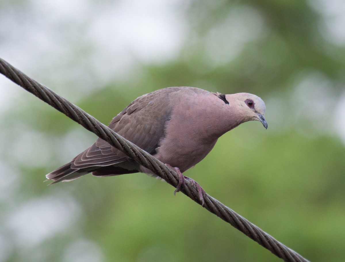 Red-eyed Dove - ML22725361