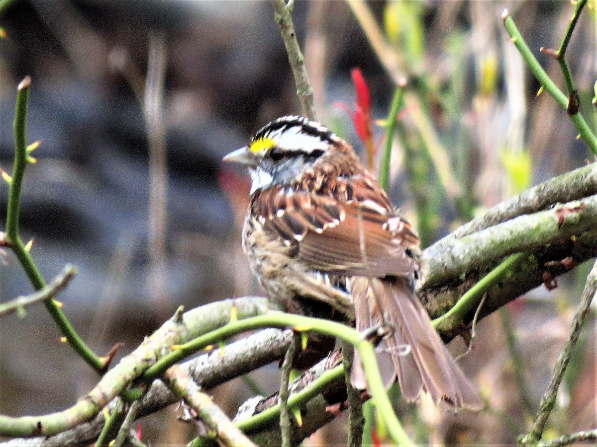 White-throated Sparrow - ML227254371