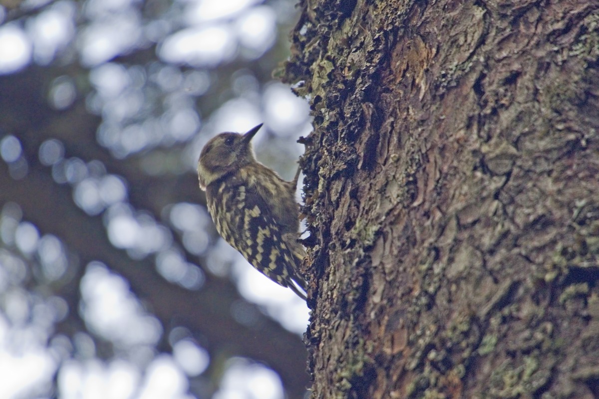 Japanese Pygmy Woodpecker - ML227260321