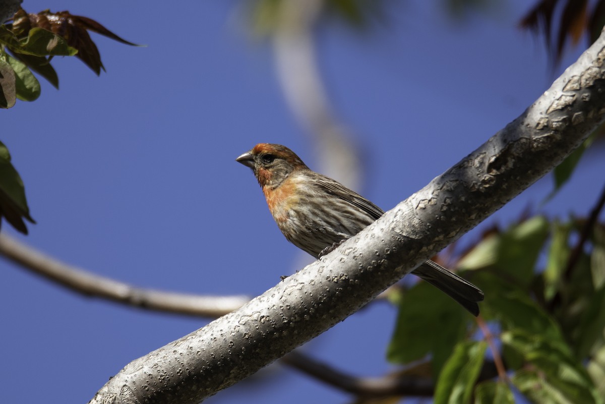 House Finch - Jessica Utley