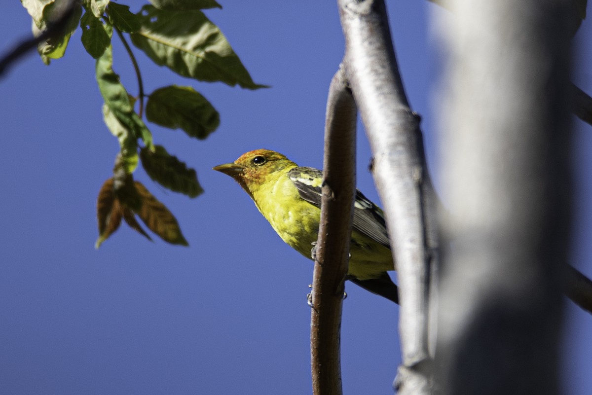 Western Tanager - ML227262411