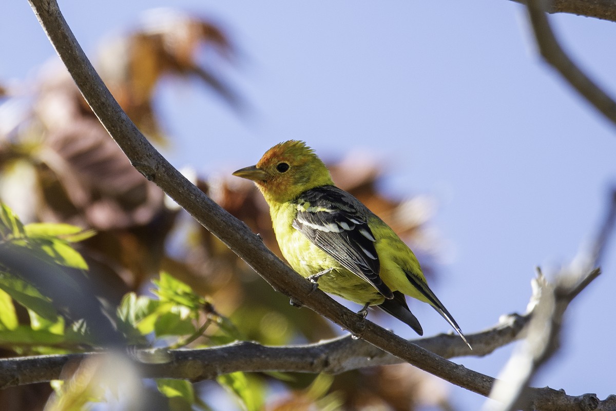 Western Tanager - Jessica Utley