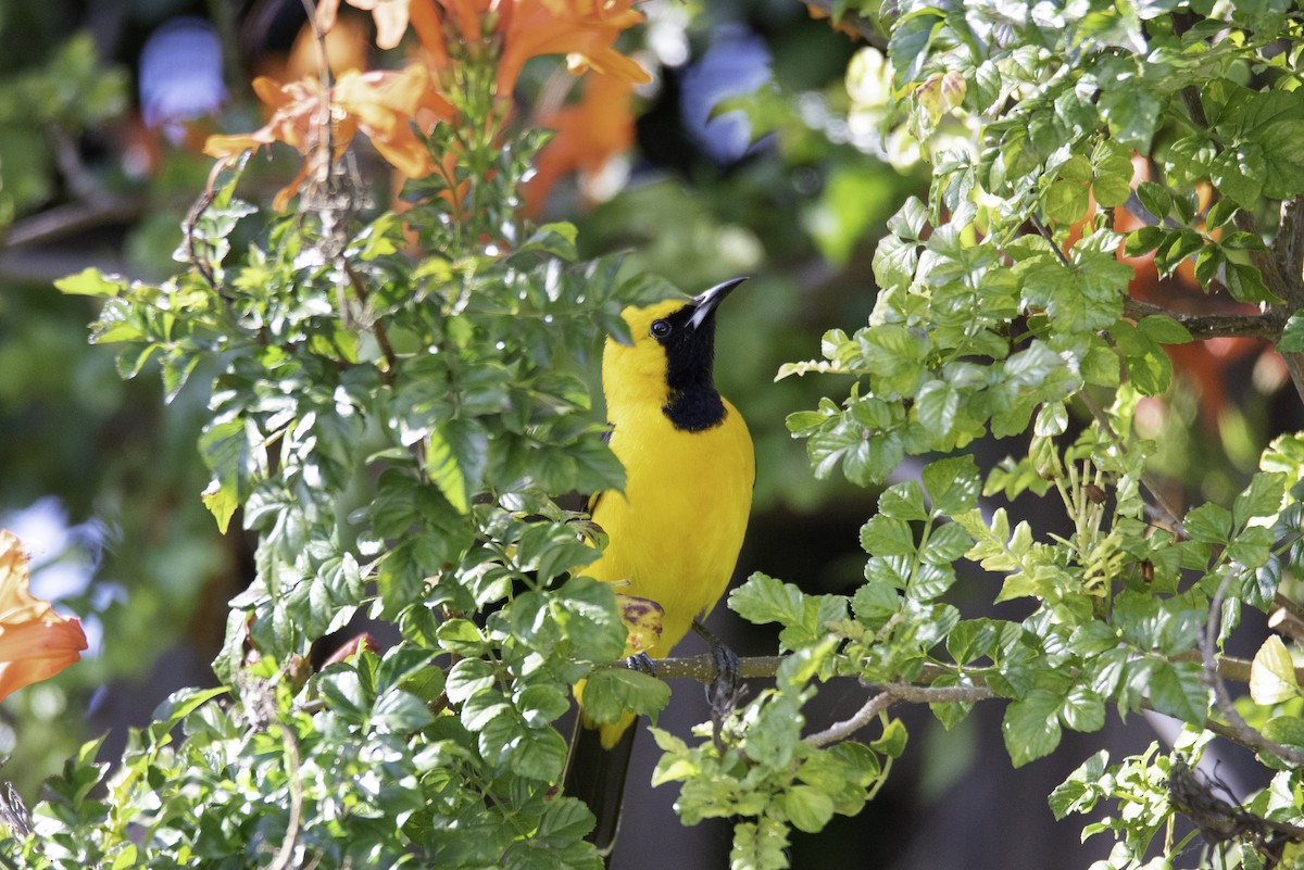 Hooded Oriole - Jessica Utley
