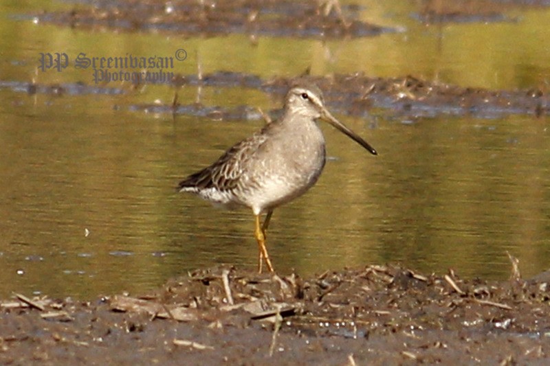 Long-billed Dowitcher - ML22726521