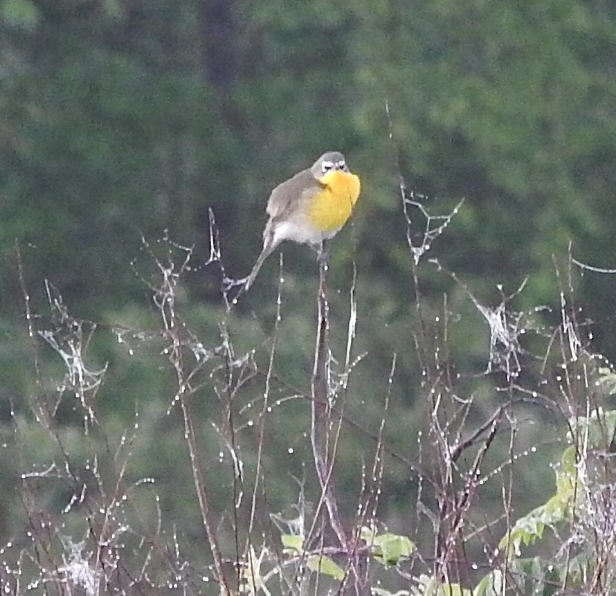 Yellow-breasted Chat - ML227267481