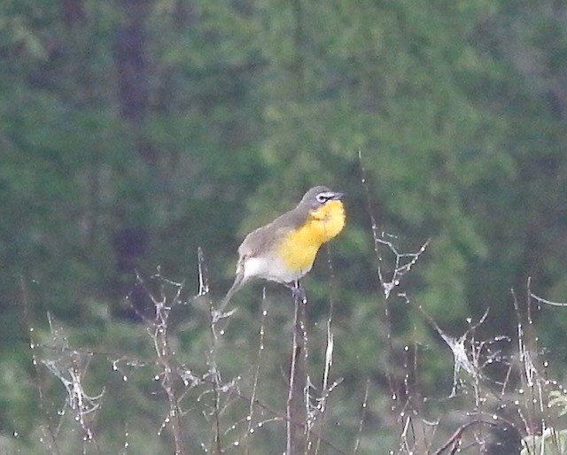 Yellow-breasted Chat - ML227267591