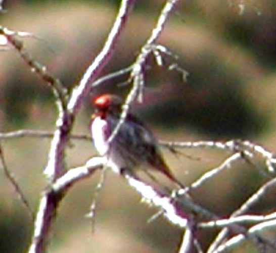 Common Redpoll - Lilian Saul