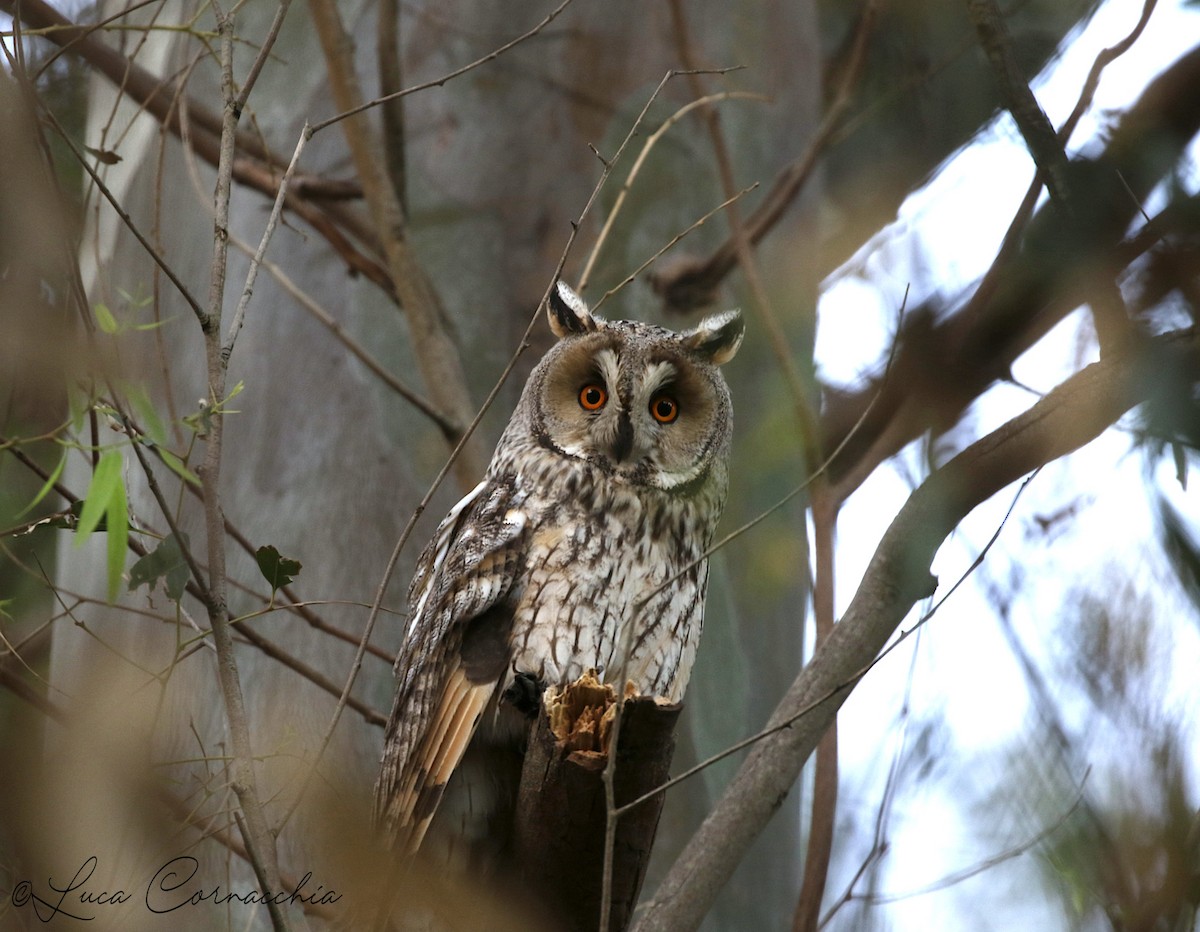 Long-eared Owl - Luca Cornacchia