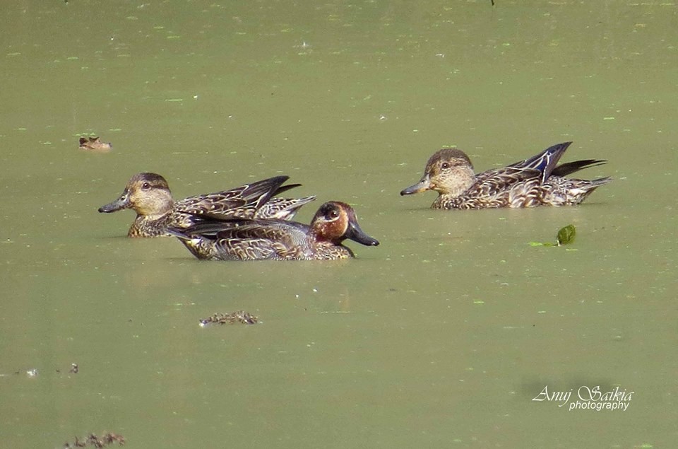 Green-winged Teal - ML22727201