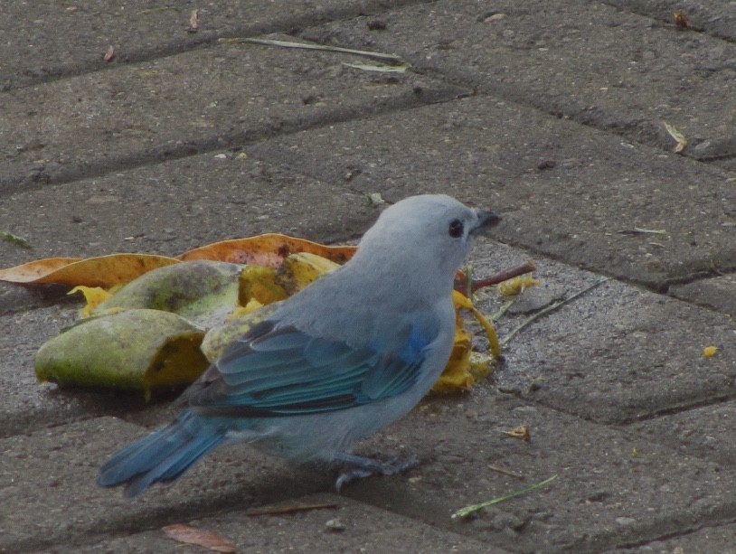 Blue-gray Tanager - ML227274421