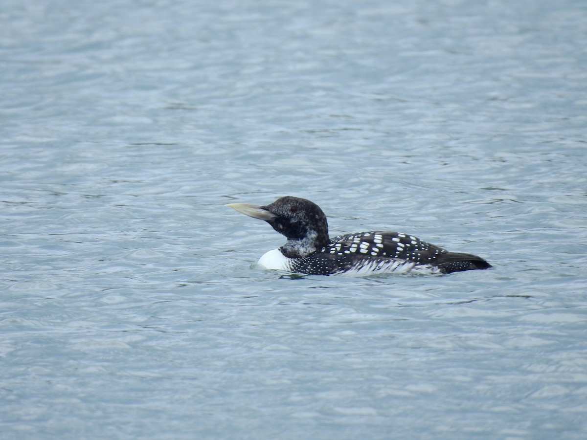 Yellow-billed Loon - Tommy Goodwin