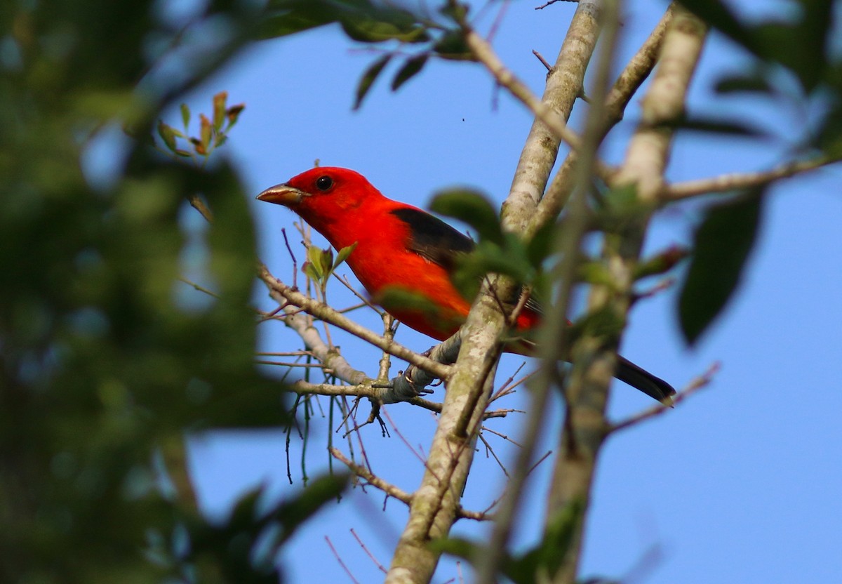 Scarlet Tanager - ML227281051