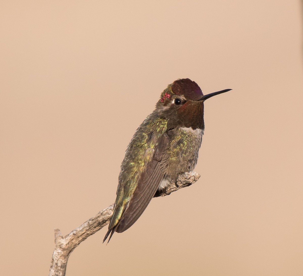 Anna's Hummingbird - ML227284611