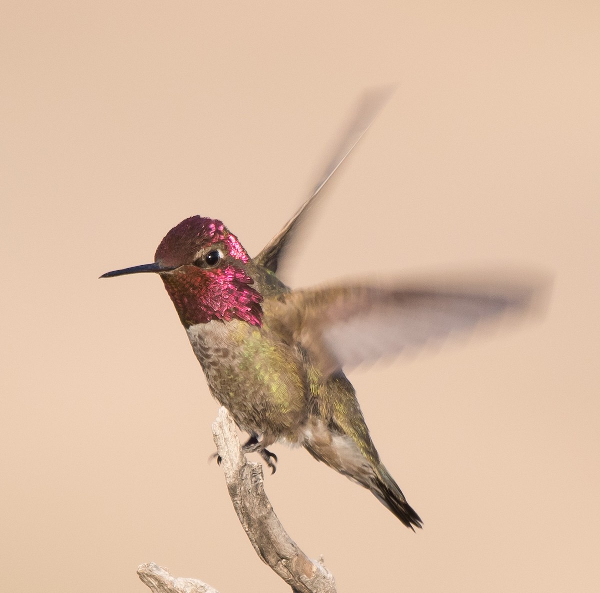 Anna's Hummingbird - ML227284621