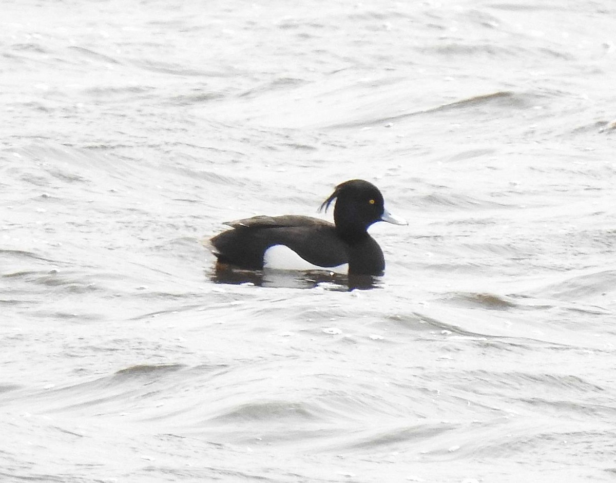 Tufted Duck - ML227284841
