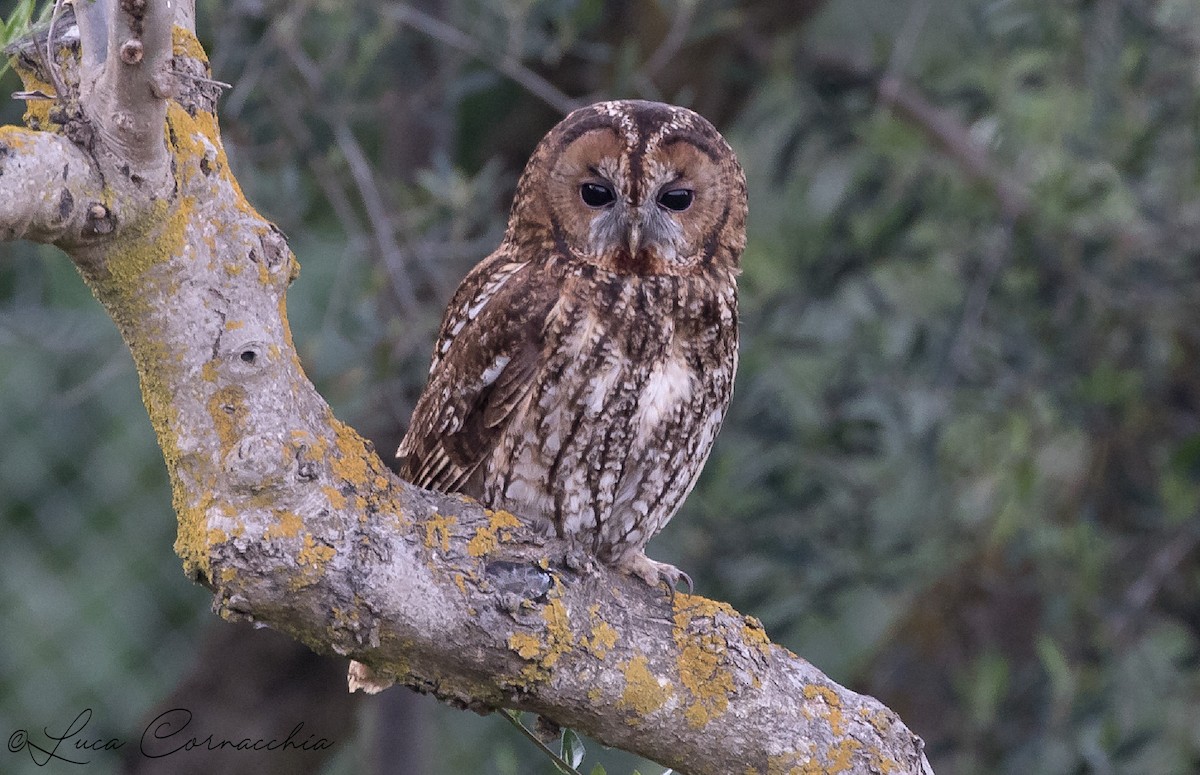 Tawny Owl - Luca Cornacchia