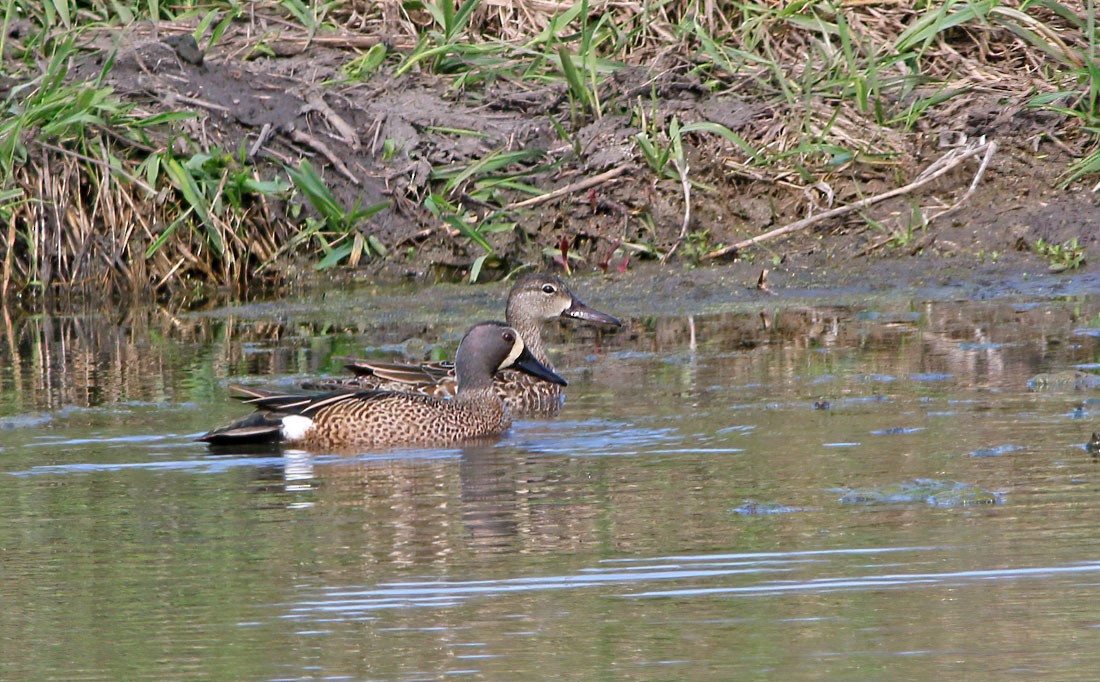 Blue-winged Teal - ML227288281