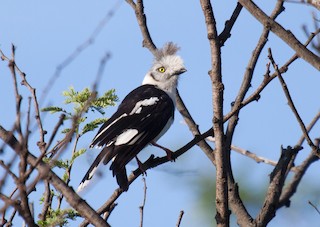  - Gray-crested Helmetshrike