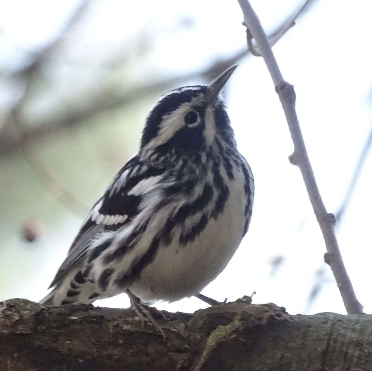 Black-and-white Warbler - ML227290341