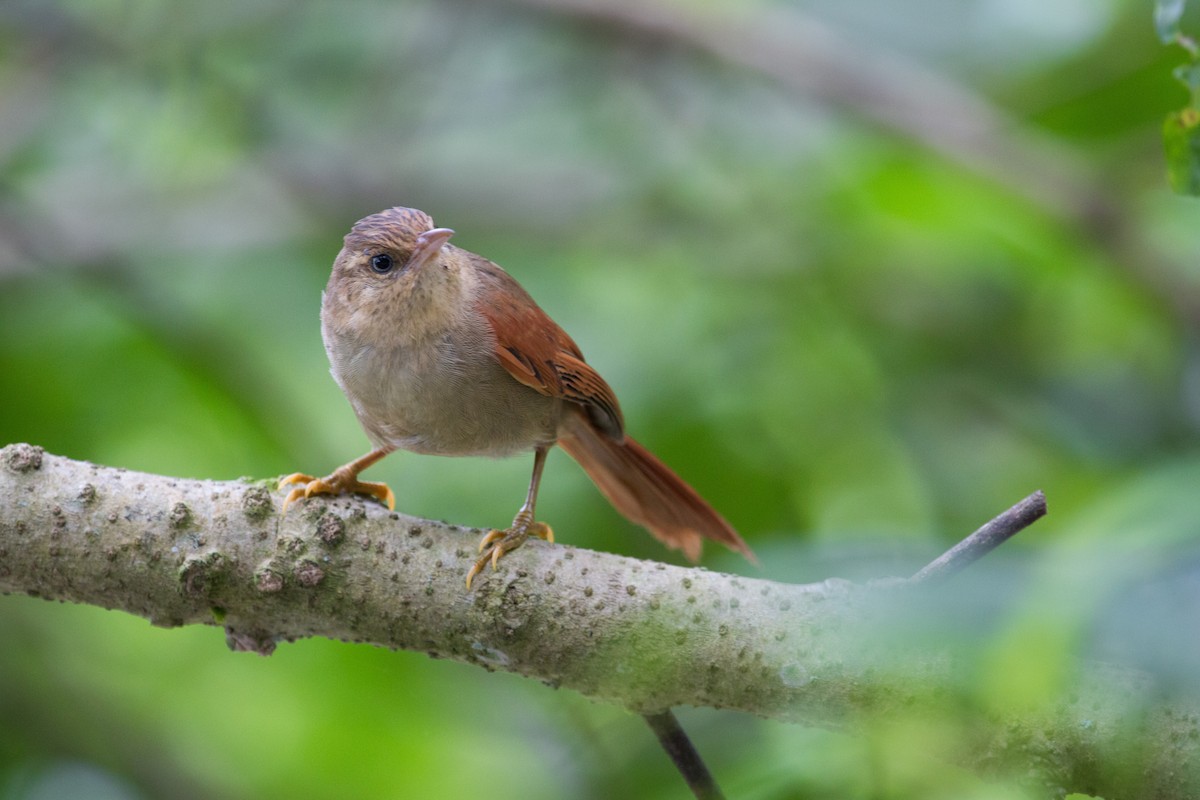 Crested Spinetail - ML227298991