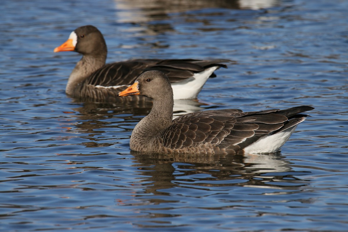 Greater White-fronted Goose - Russ Smiley