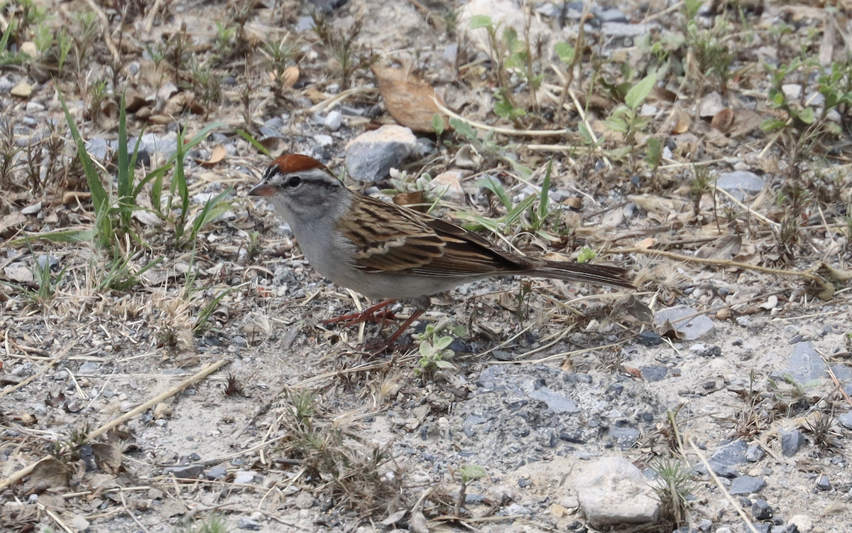 Chipping Sparrow - ML227311271