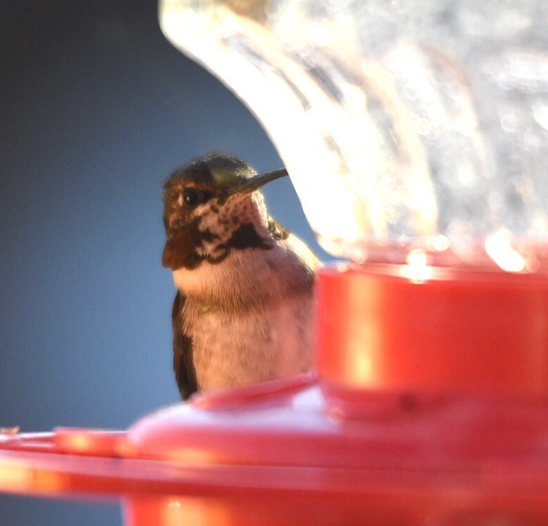Ruby-throated Hummingbird - Marky Mutchler