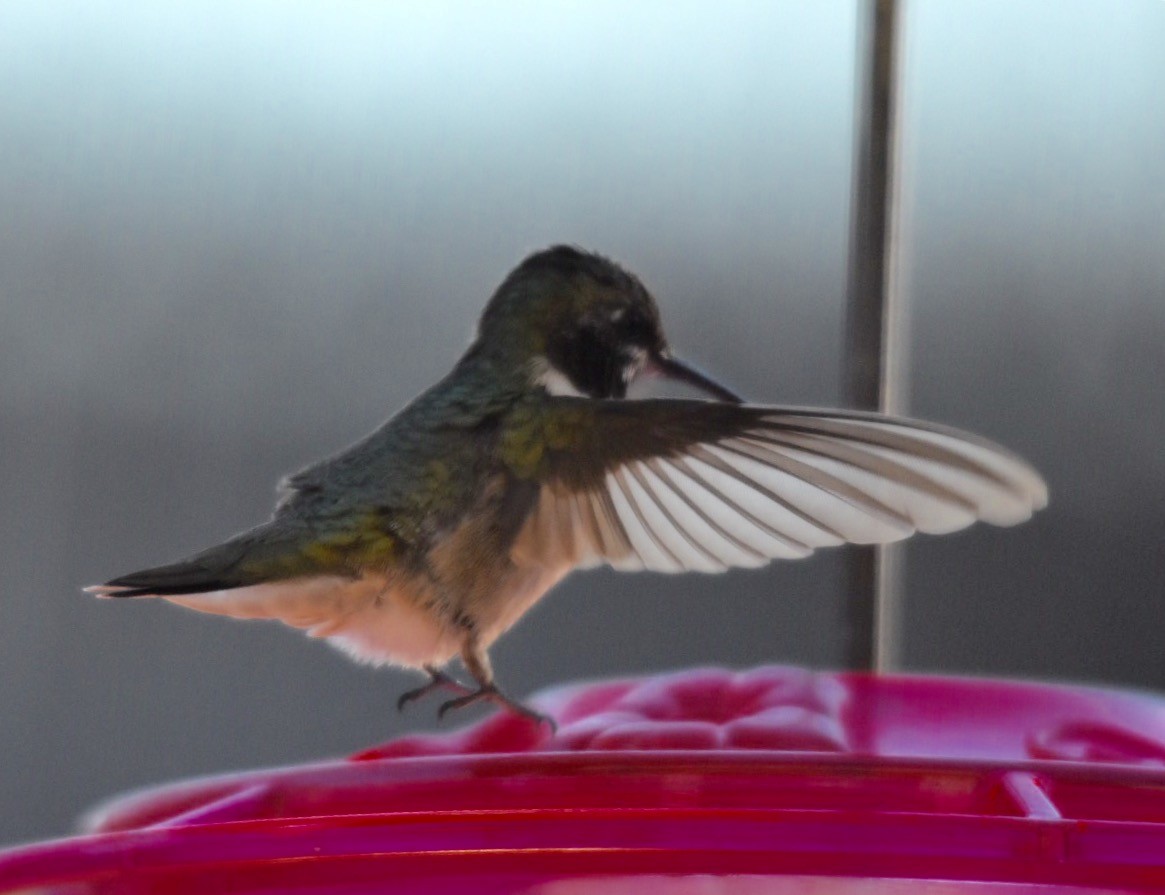 Ruby-throated Hummingbird - ML22731421