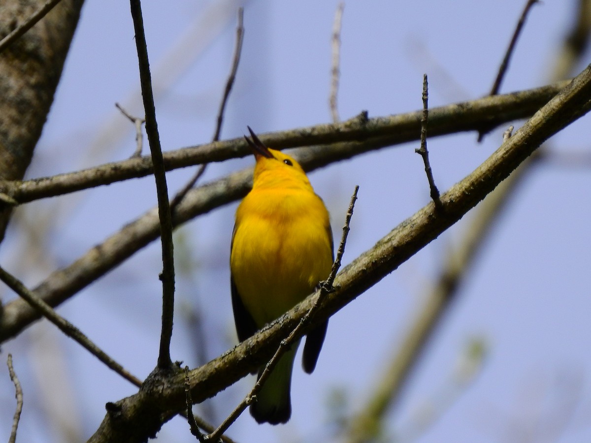 Prothonotary Warbler - Bill Stanley