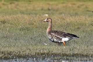 Greater White-fronted Goose (Eurasian), ML22731731