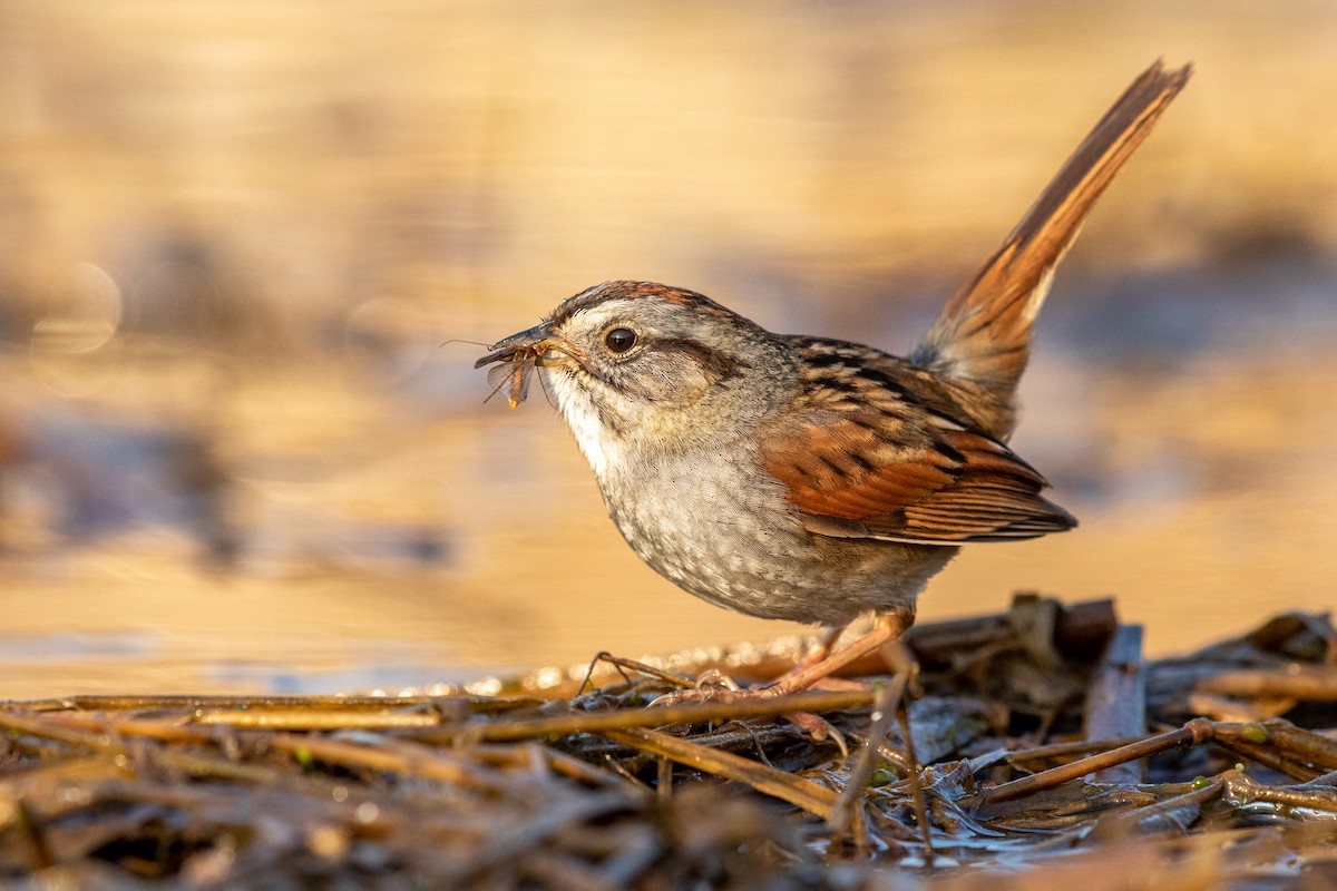 Swamp Sparrow - Brad Imhoff