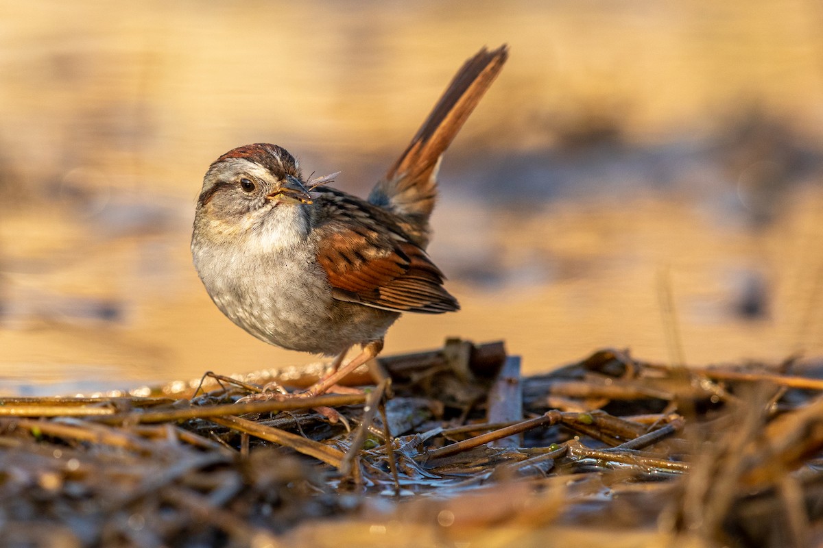 Swamp Sparrow - ML227318221