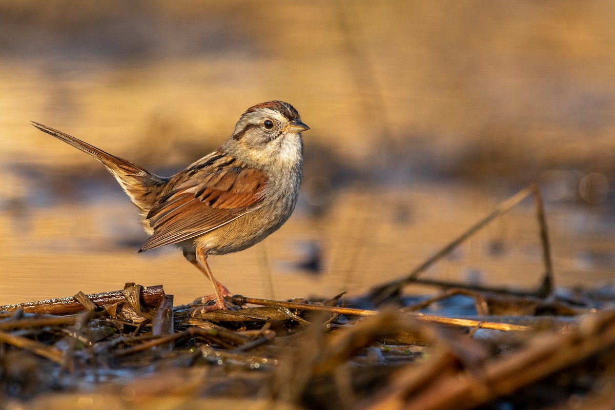 Swamp Sparrow - ML227318441
