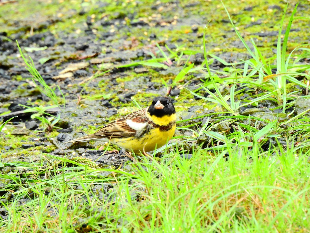 Yellow-breasted Bunting - ML227319641