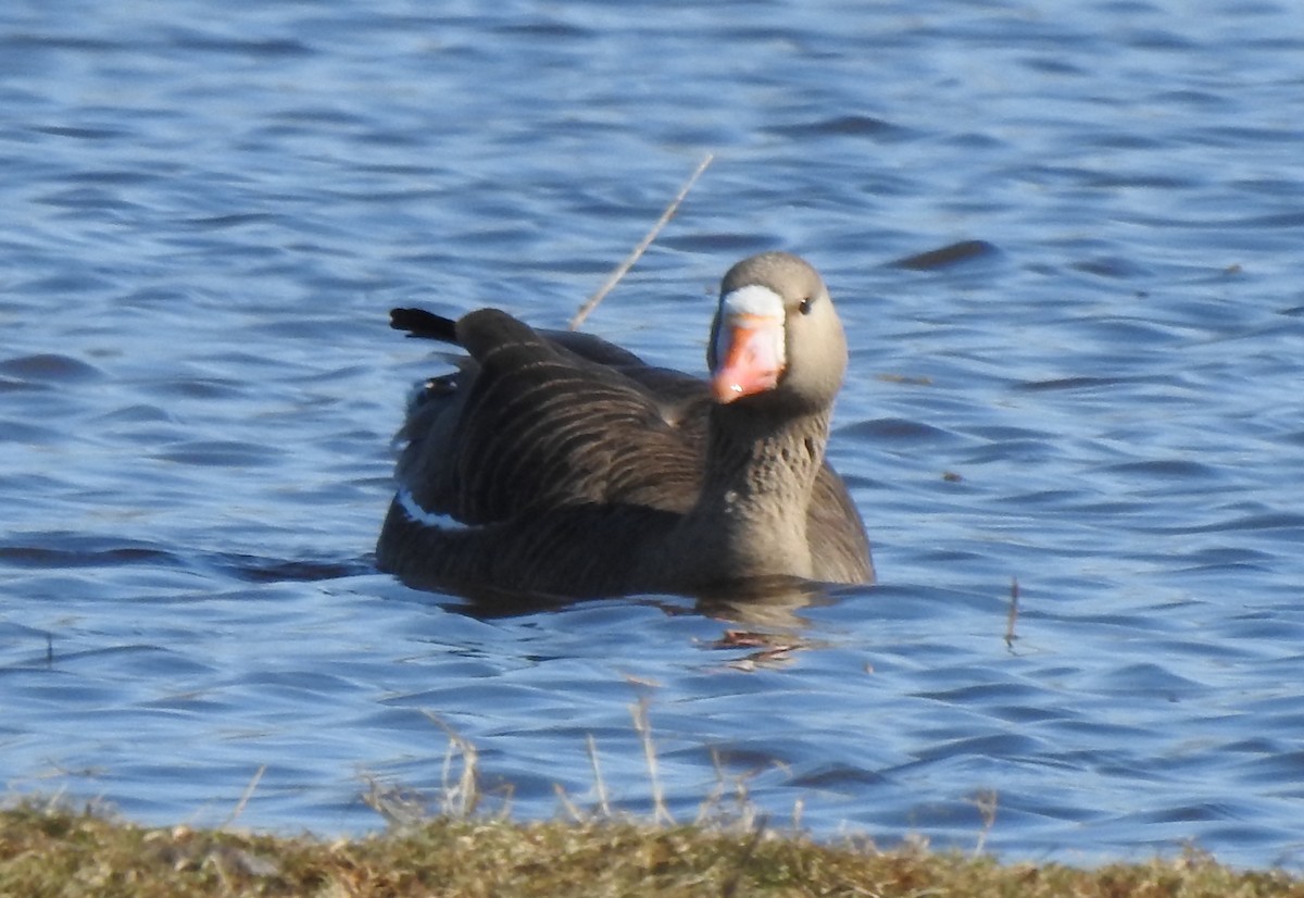 Greater White-fronted Goose - ML227321411