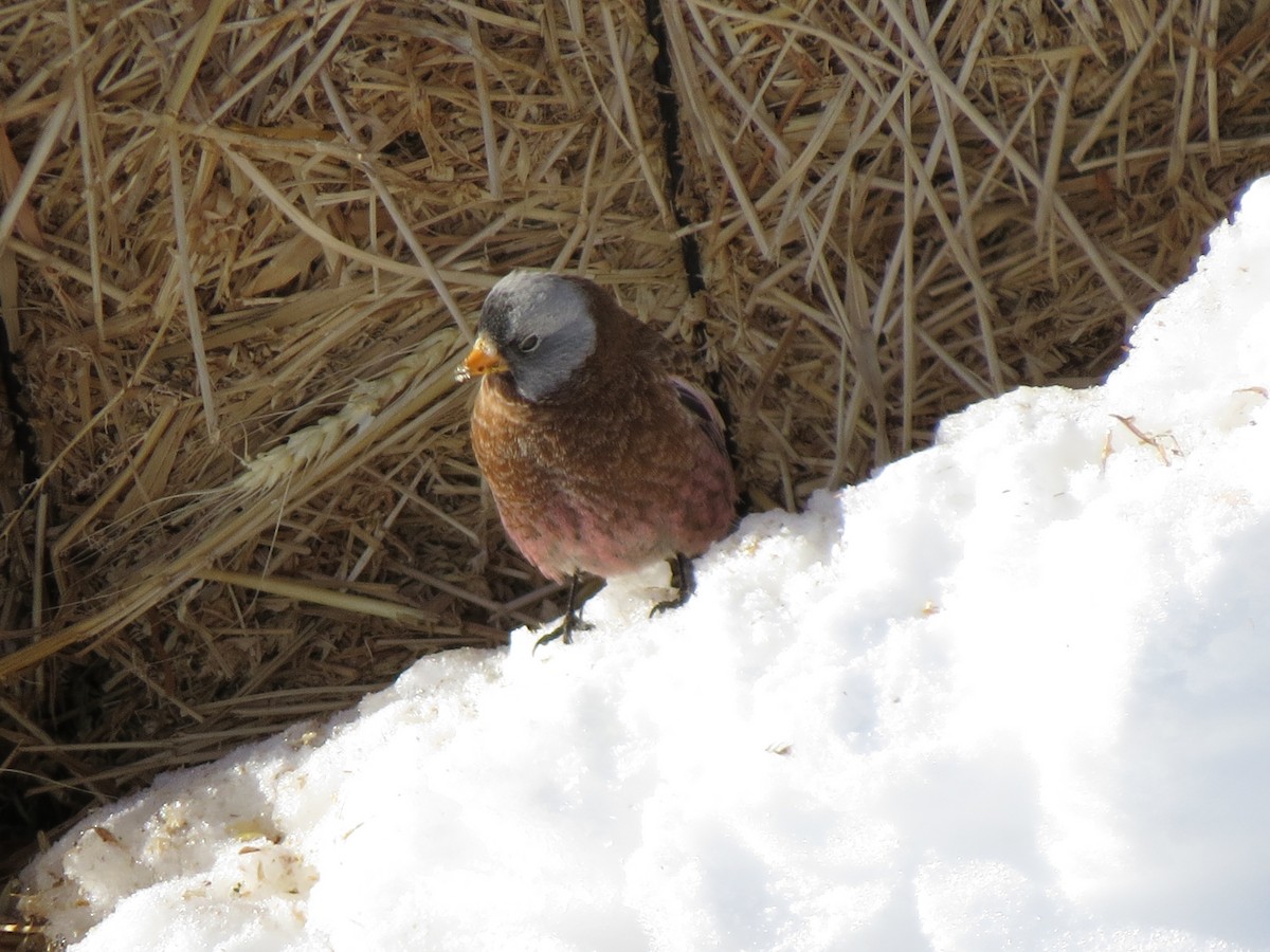 Gray-crowned Rosy-Finch - ML22733921