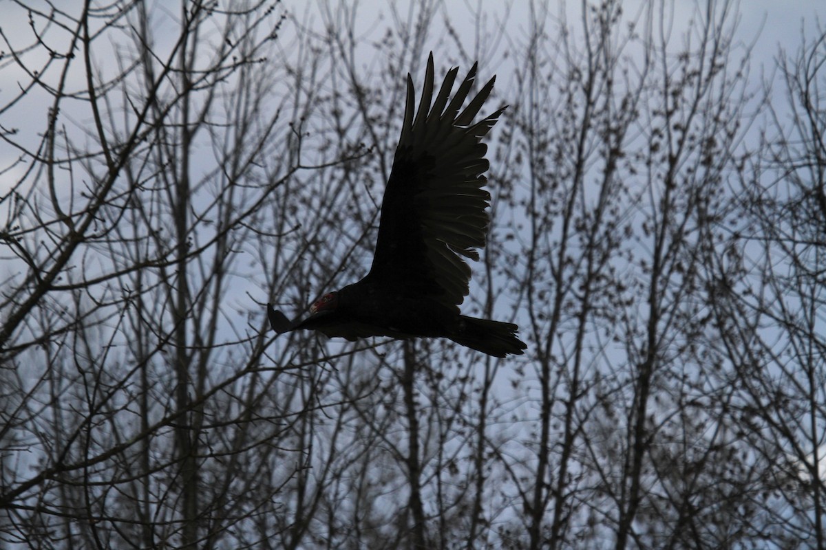 Turkey Vulture - Adeline Dauer