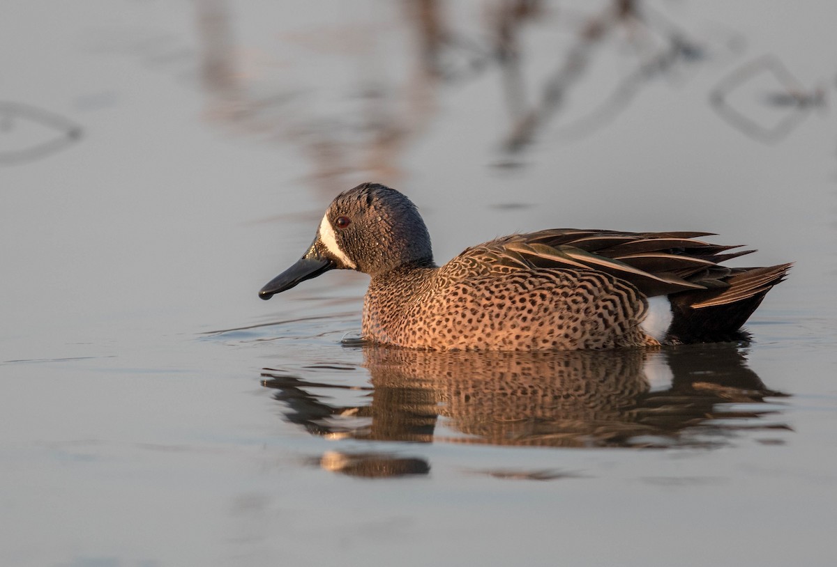 Blue-winged Teal - ML227345821