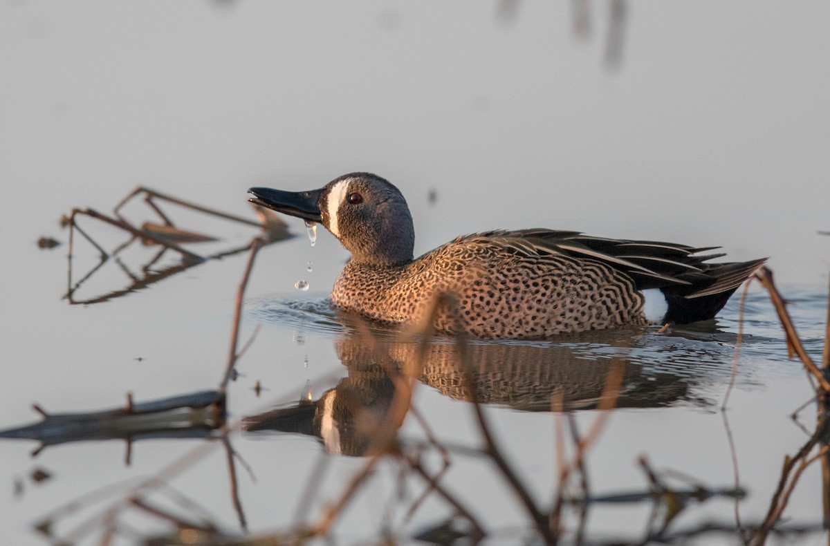 Blue-winged Teal - Jeff Timmons