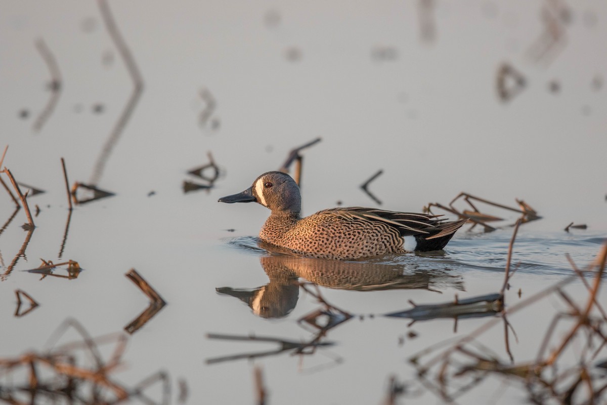 Blue-winged Teal - ML227345861