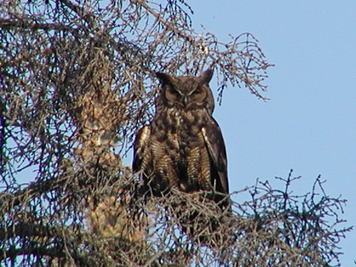 Great Horned Owl - ML227346261