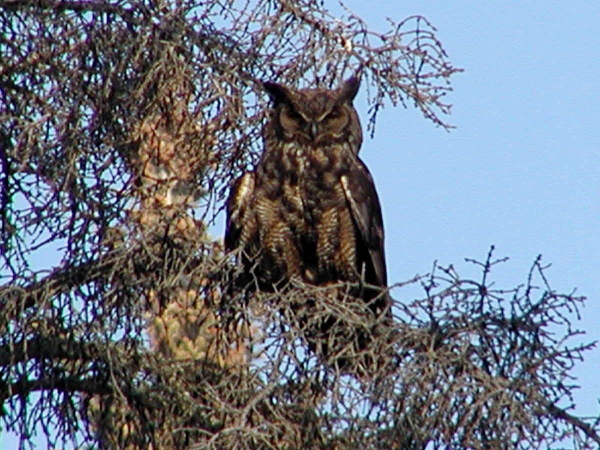 Great Horned Owl - ML227346331