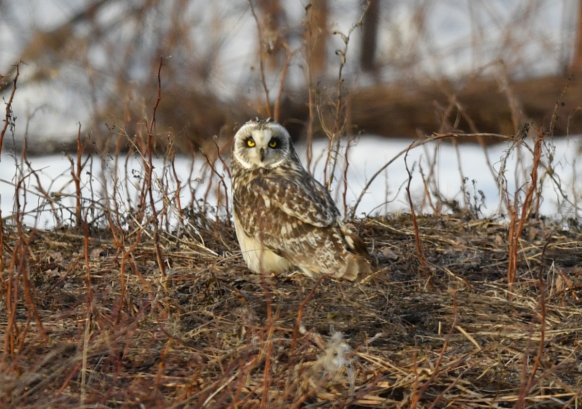 Short-eared Owl - ML227346711