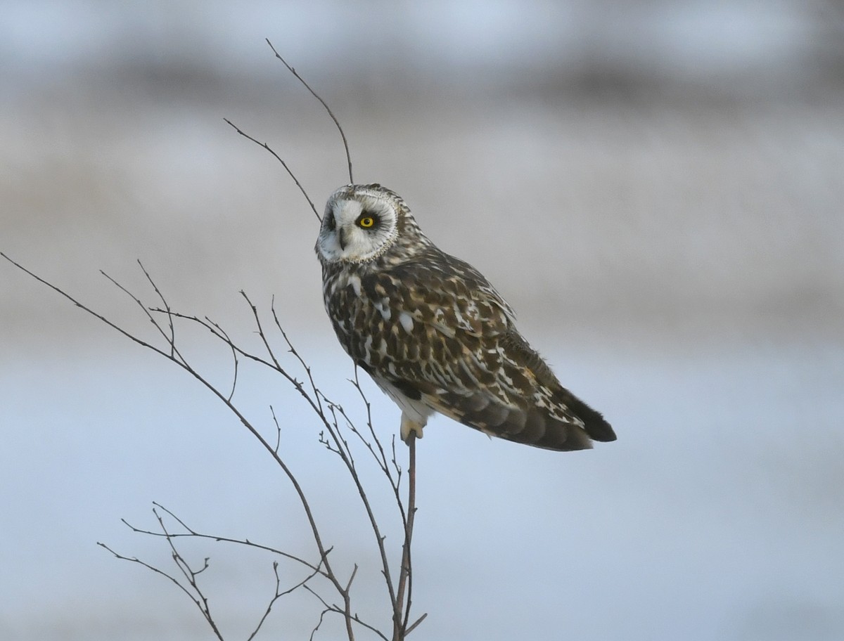 Short-eared Owl - ML227346721