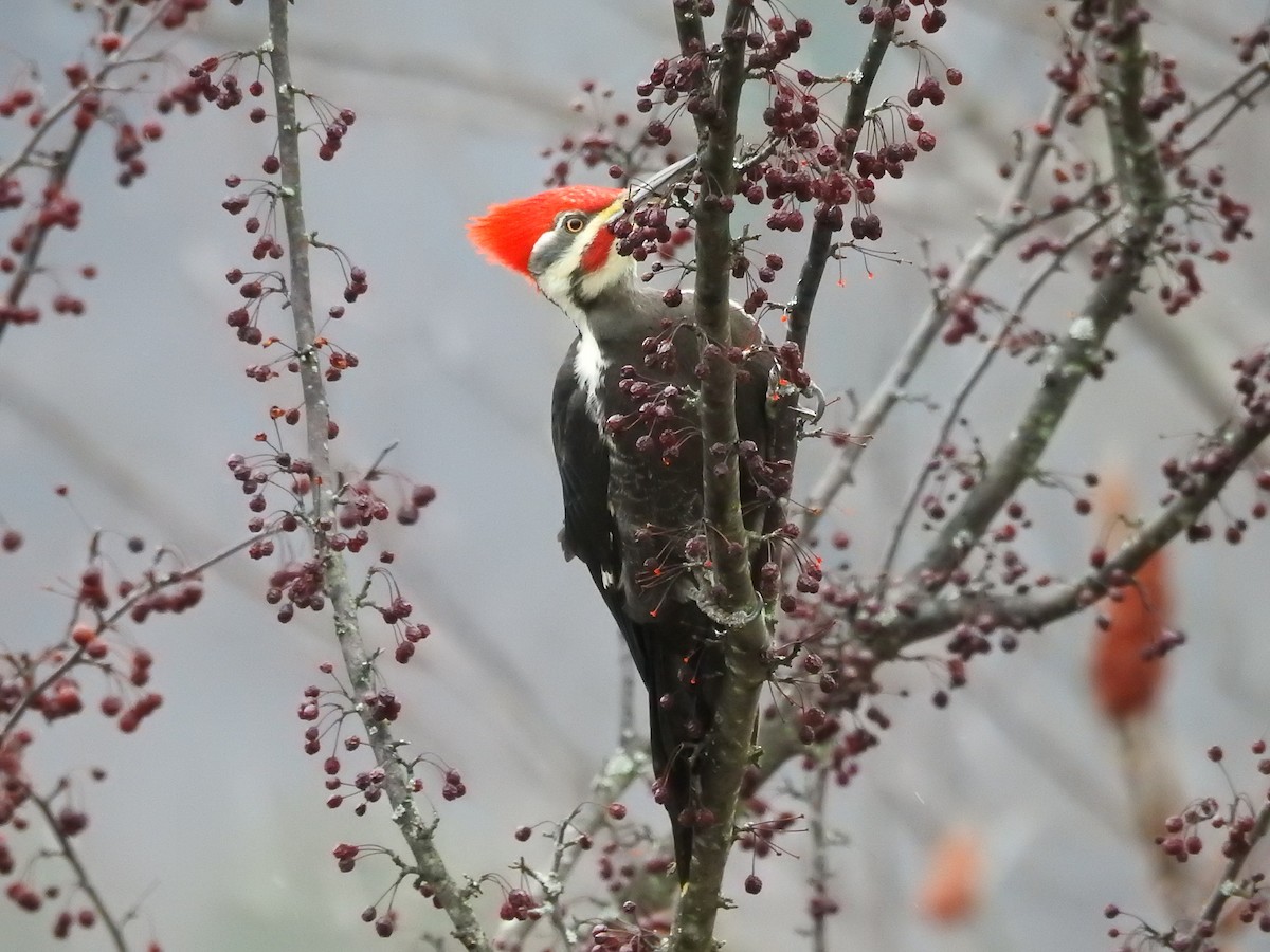 Pileated Woodpecker - ML22734701