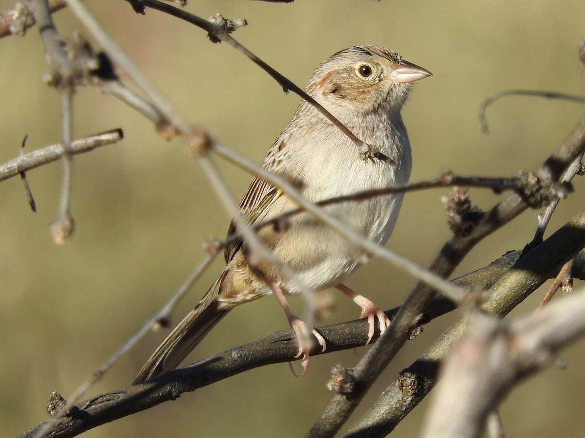 Cassin's Sparrow - Paul Suchanek