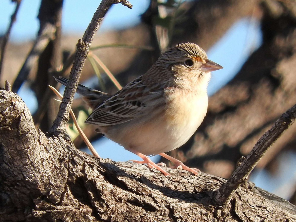 Grasshopper Sparrow - ML22735061