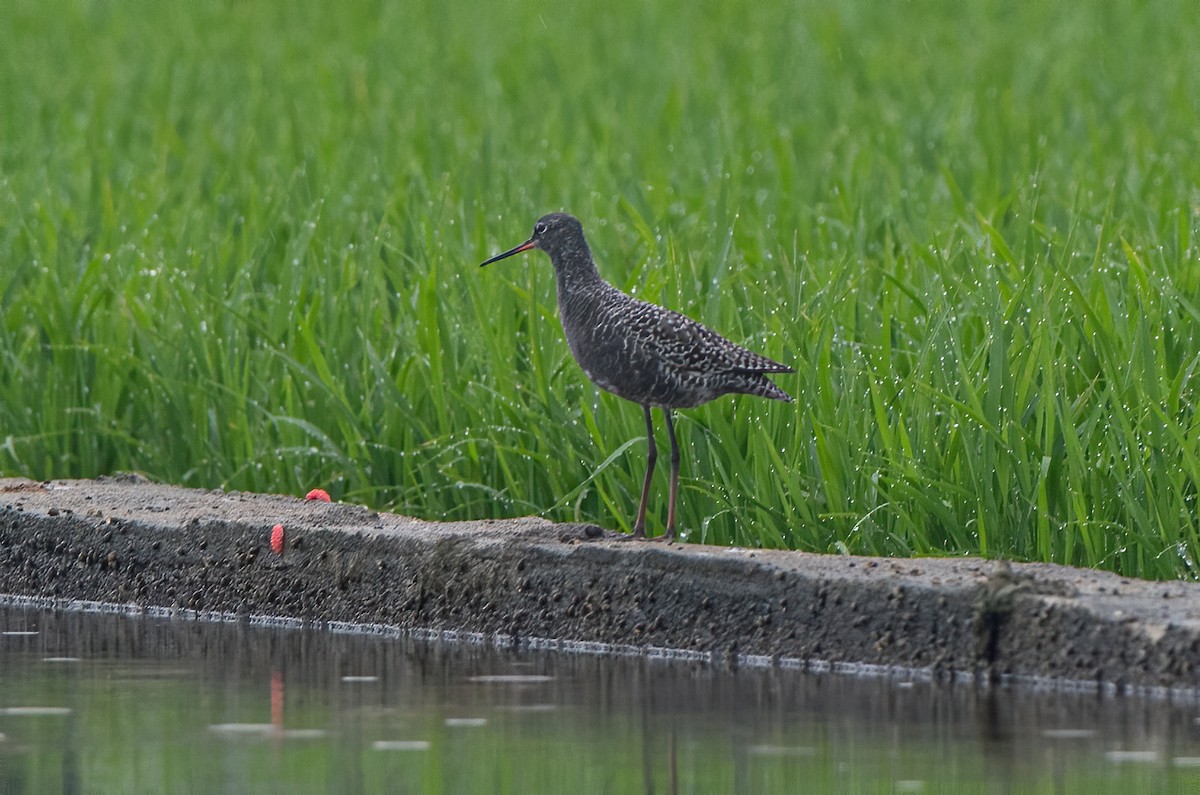 Spotted Redshank - jimmy Yao
